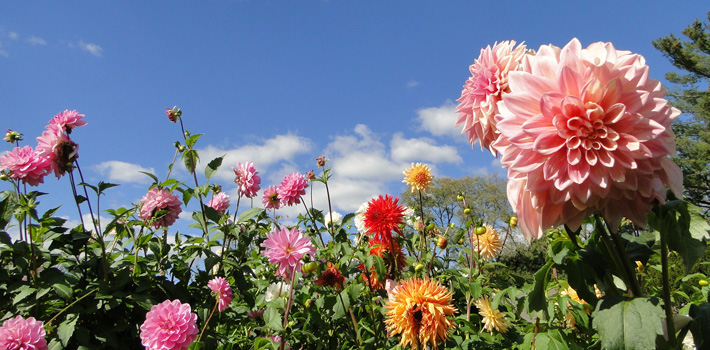 What S In Bloom Mill Creek Metroparks