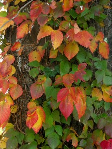 FallColors-ItOnlyComesNaturallyBlogspot