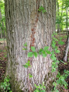 VineTree