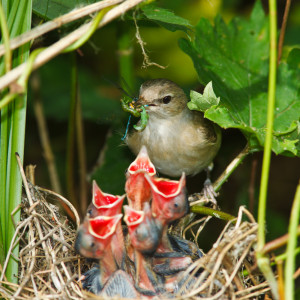 baby-birds