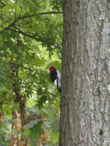 woodpecker