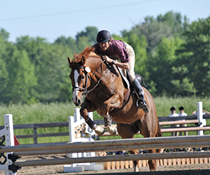 Horse jumping over obstacles in ring