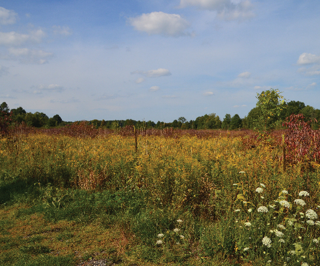 Photograph of Collier Preserve in the fall.