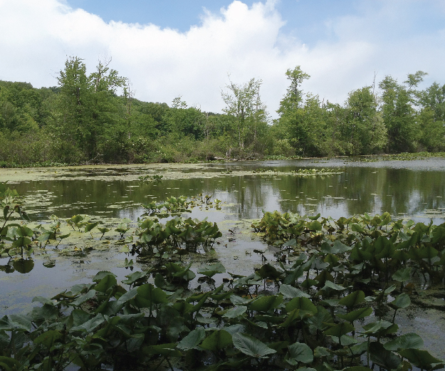 Photograph of Egypt Swamp