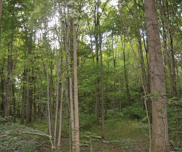 Hawkins Marsh in Mill Creek MetroParks