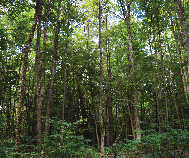Hawkins Marsh in Mill Creek MetroParks