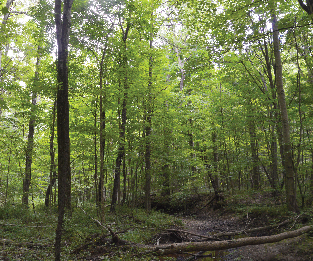 Hawkins Marsh in Mill Creek MetroParks