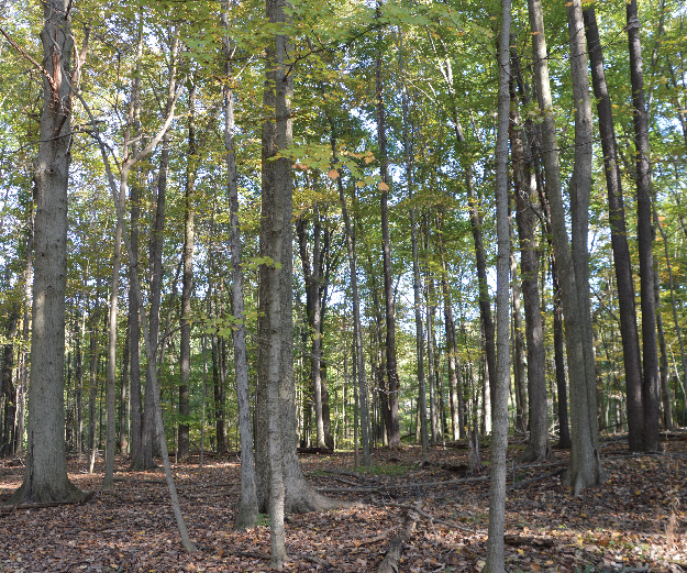 Hitchcock Woods in Mill Creek MetroParks