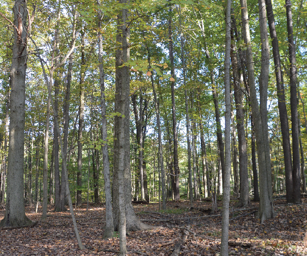Hitchcock Woods in Mill Creek MetroParks