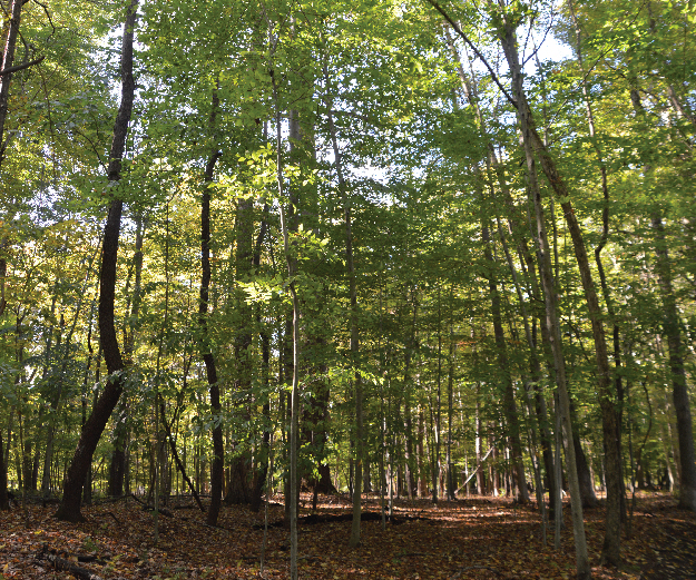Hitchcock Woods in Mill Creek MetroParks