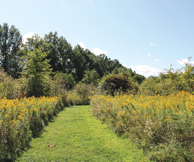 McGuffey Wildlife Preserve in Mill Creek MetroParks