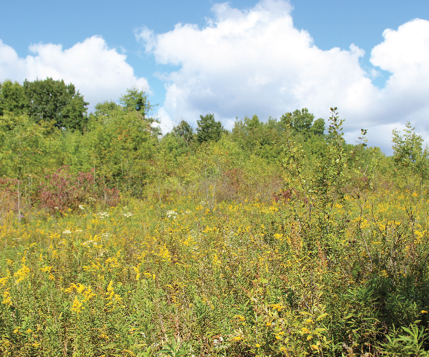 McGuffey Wildlife Preserve in Mill Creek MetroParks