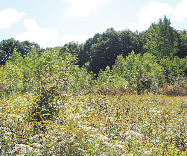 McGuffey Wildlife Preserve in Mill Creek MetroParks