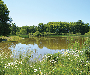 Vickers Nature Preserve in Mill Creek MetroParks