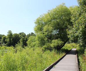 Davies Wetland Trail in Mill Creek MetroParks
