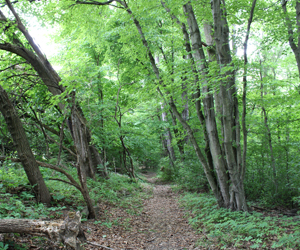 View of East Glacier Trail in Mill Creek MetroParks