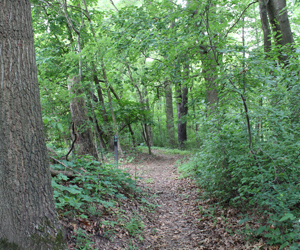 View of East Glacier Trail in Mill Creek MetroParks
