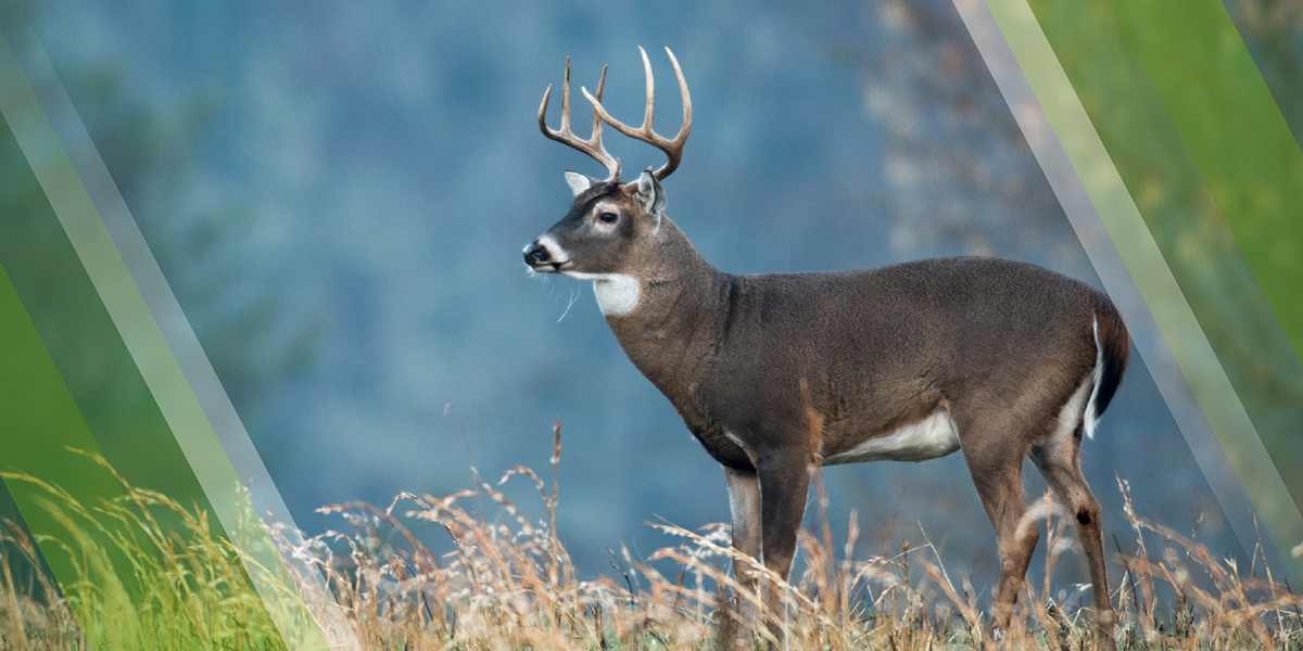 Help Keep Wildlife Wild Page Header showing a White-tailed deer