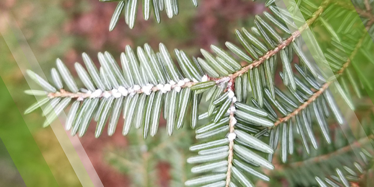 Hemlock Woolly Adelgid Page Header