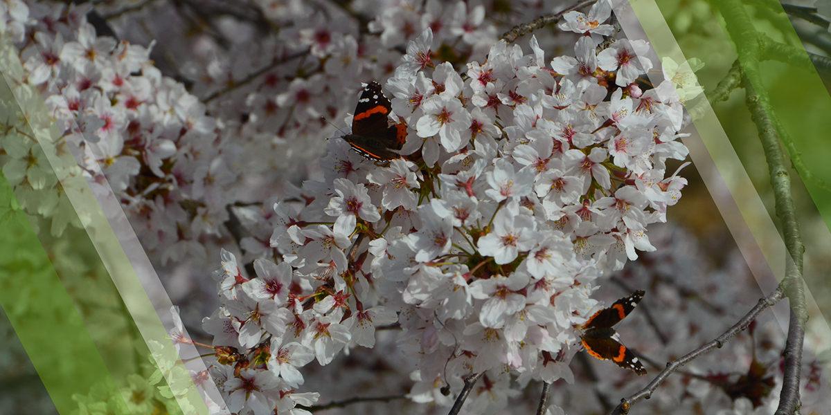 Legal Notice Page Header showing butterflies