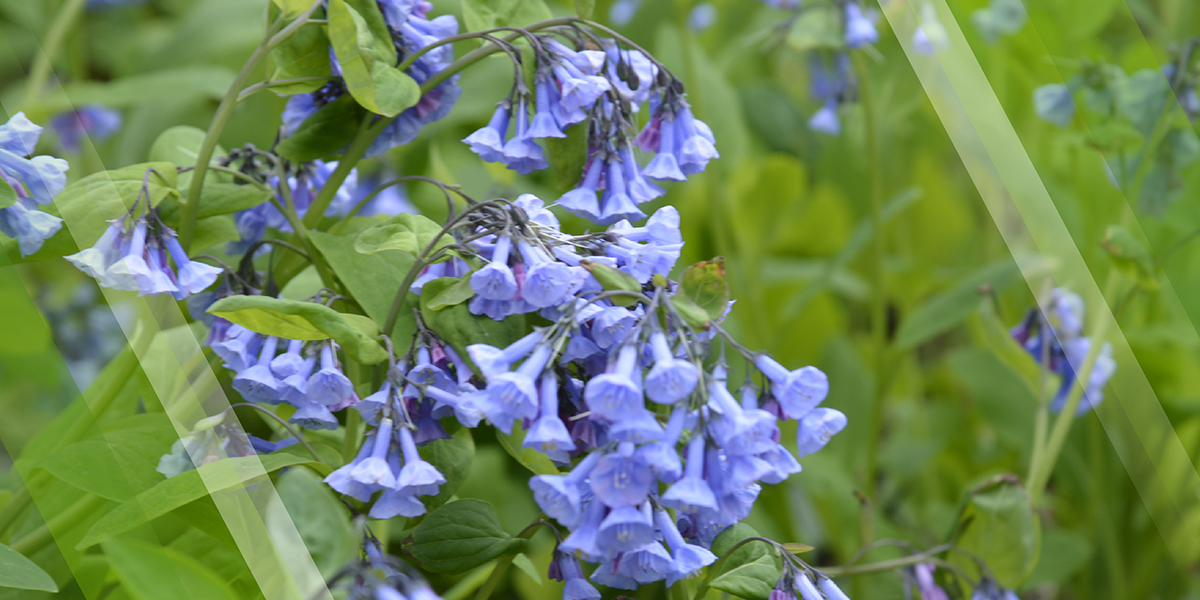 Strategic Master Plan Page Header showing Bluebells growing in Mill Creek MetroParks