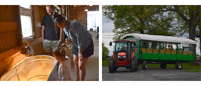 Photos from Farm Animal Baby Shower held at MetroParks Farm in Mill Creek MetroParks-a family looks at baby chicks and passengers on a tractor-wagon ride
