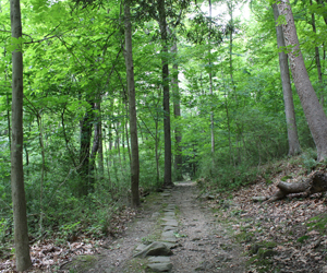 View of Slippery Rock Trail in the Summer, Mill Creek MetroParks