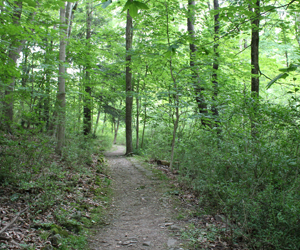View of Slippery Rock Trail in the Summer, Mill Creek MetroParks