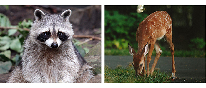 Photographs of a raccoon and a deer