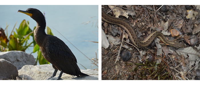 Wildlife at Mill Creek MetroParks