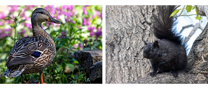 Photographs of a duck and a squirrel
