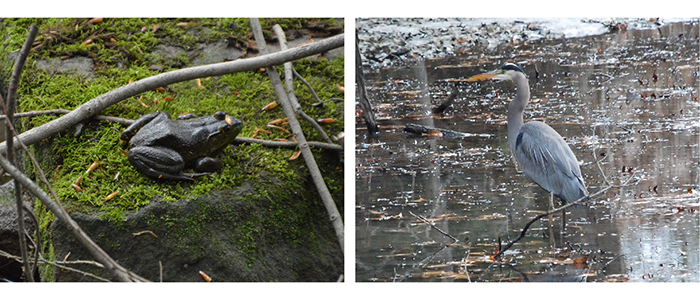 Wildlife at Mill Creek MetroParks