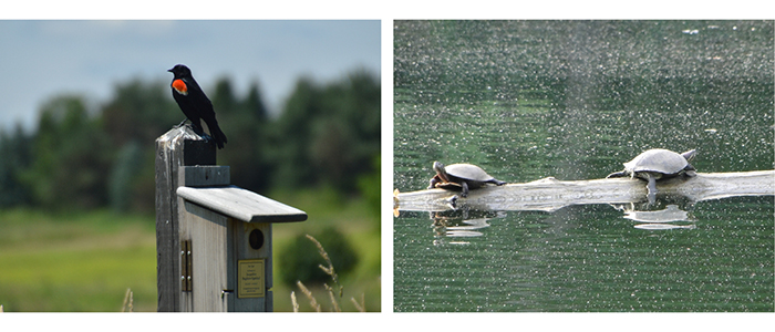 Wildlife at Mill Creek MetroParks