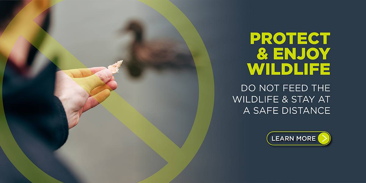 Protect and Enjoy Wildlife. Do not feed the wildlife and stay at a safe distance. Click to learn more.